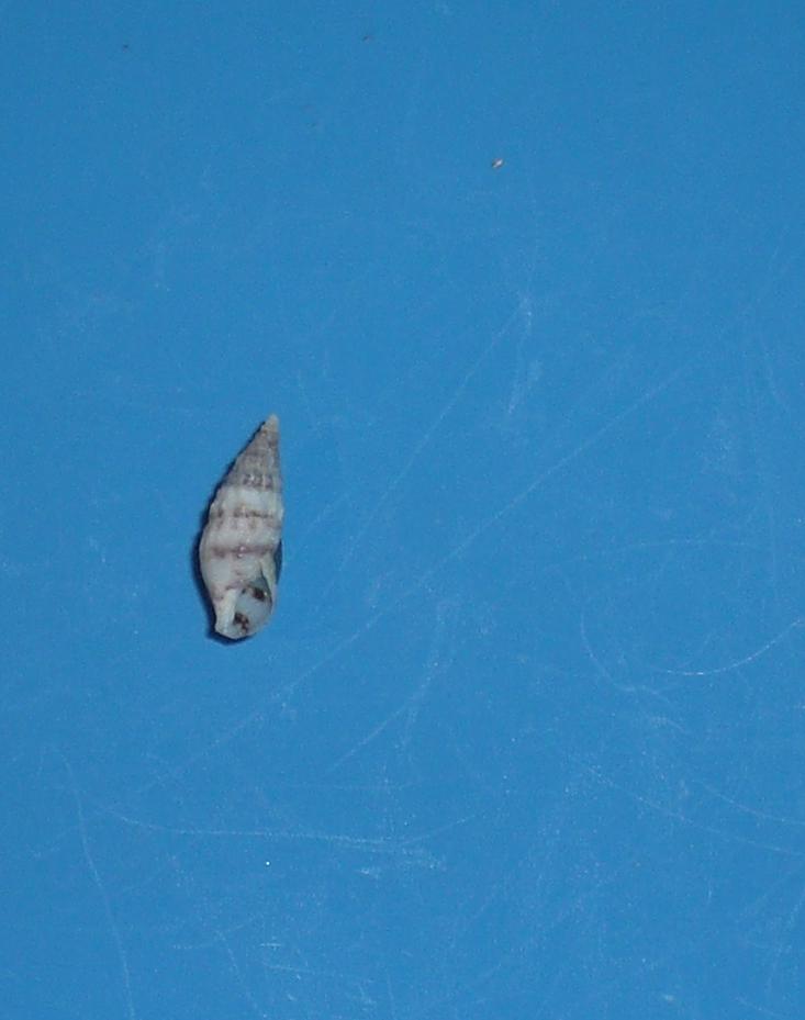Cerithium lividulum?